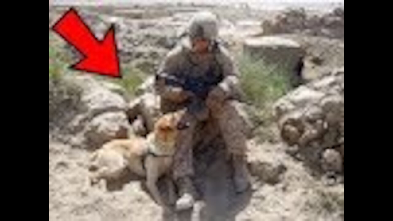 Soldier Forced Leave His Canine Partner Behind In Afghanistan Refuses To Give Up Until He’s Home