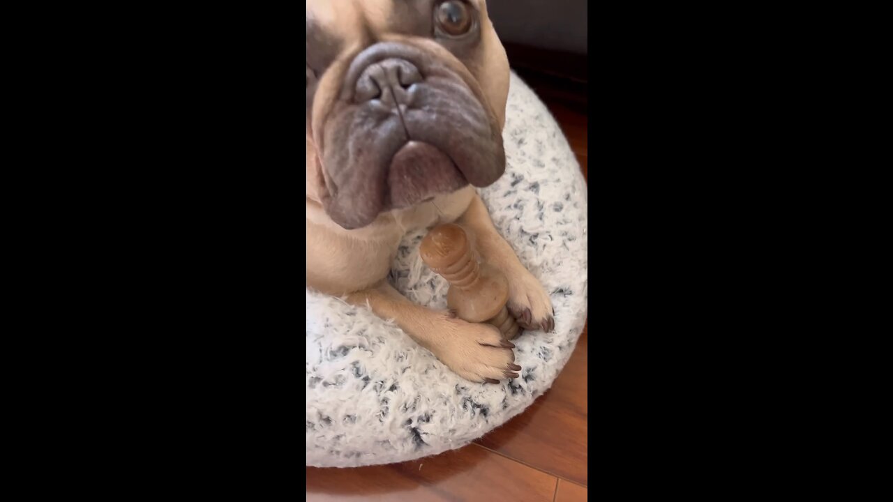 Show Me Your Paws And Face | Mochi The French Bulldog