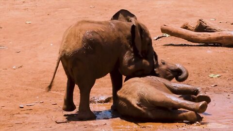 African Animals, Baby Elephants playing in mud