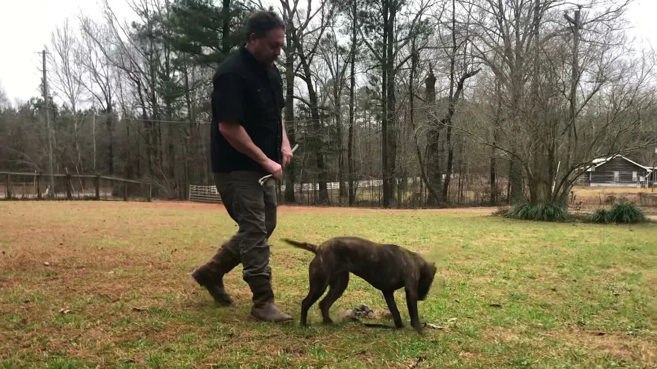 ASC’s Banshee, our keeper (7 months old tomorrow)