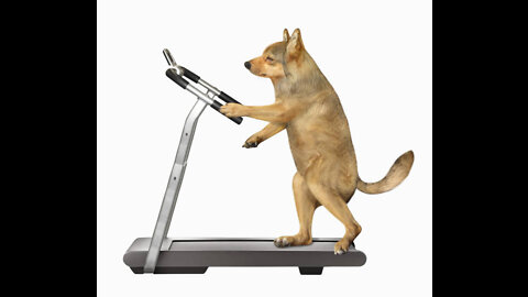 🤣Funny Dog Videos 2022🤣 Cute Little Dog Running on Treadmill Hahah🤣🐶 It's time to LAUGH with Dog🤩