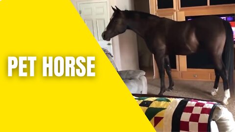 Woman raise Horse inside this house as a pet dog