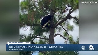Bear shot and killed by deputies in Royal Palm Beach