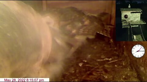 Owlets check and double check to make sure they have phones and keys. And they are off...5-29-22