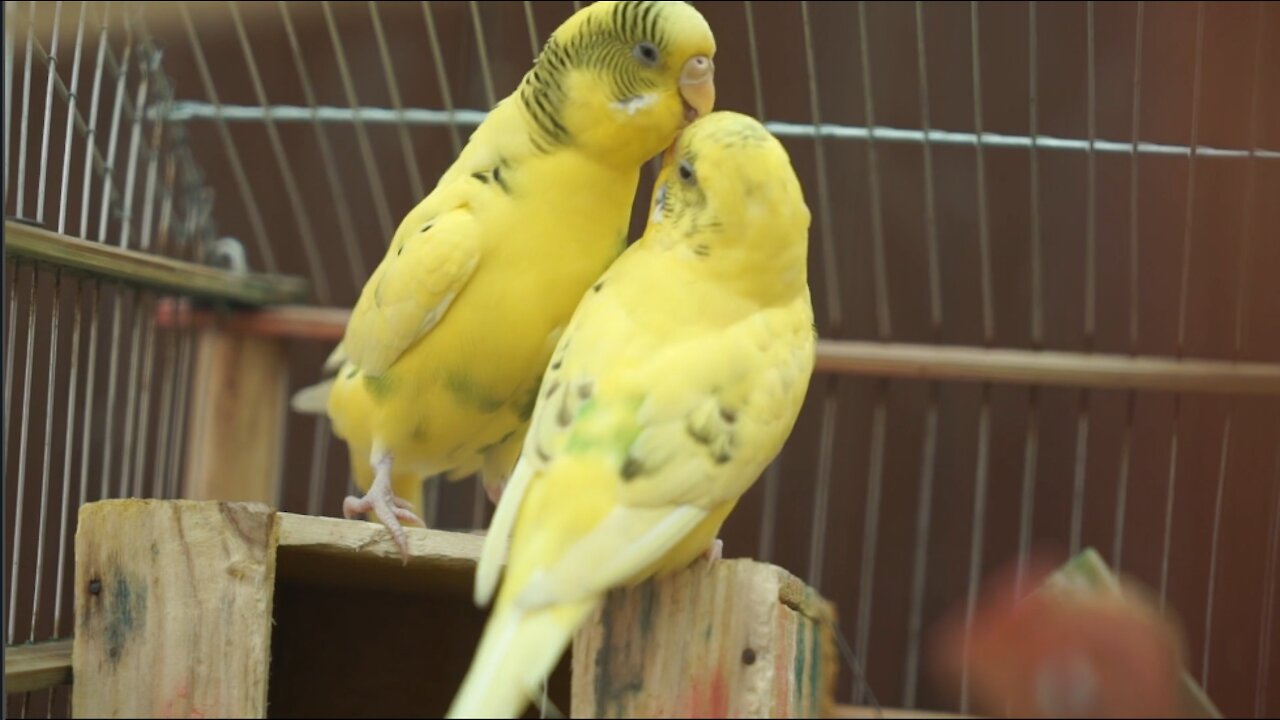 Yellow Birds Kisses MUST WATCH | Love Cuddle Romance