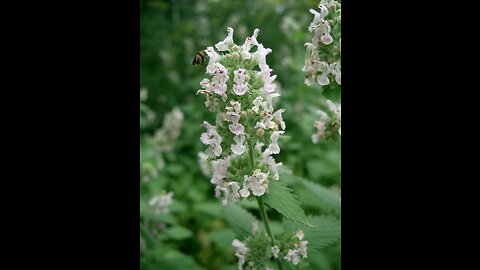 Catnip (Nepeta Cataria)