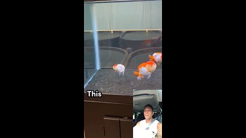 Goldfish tank