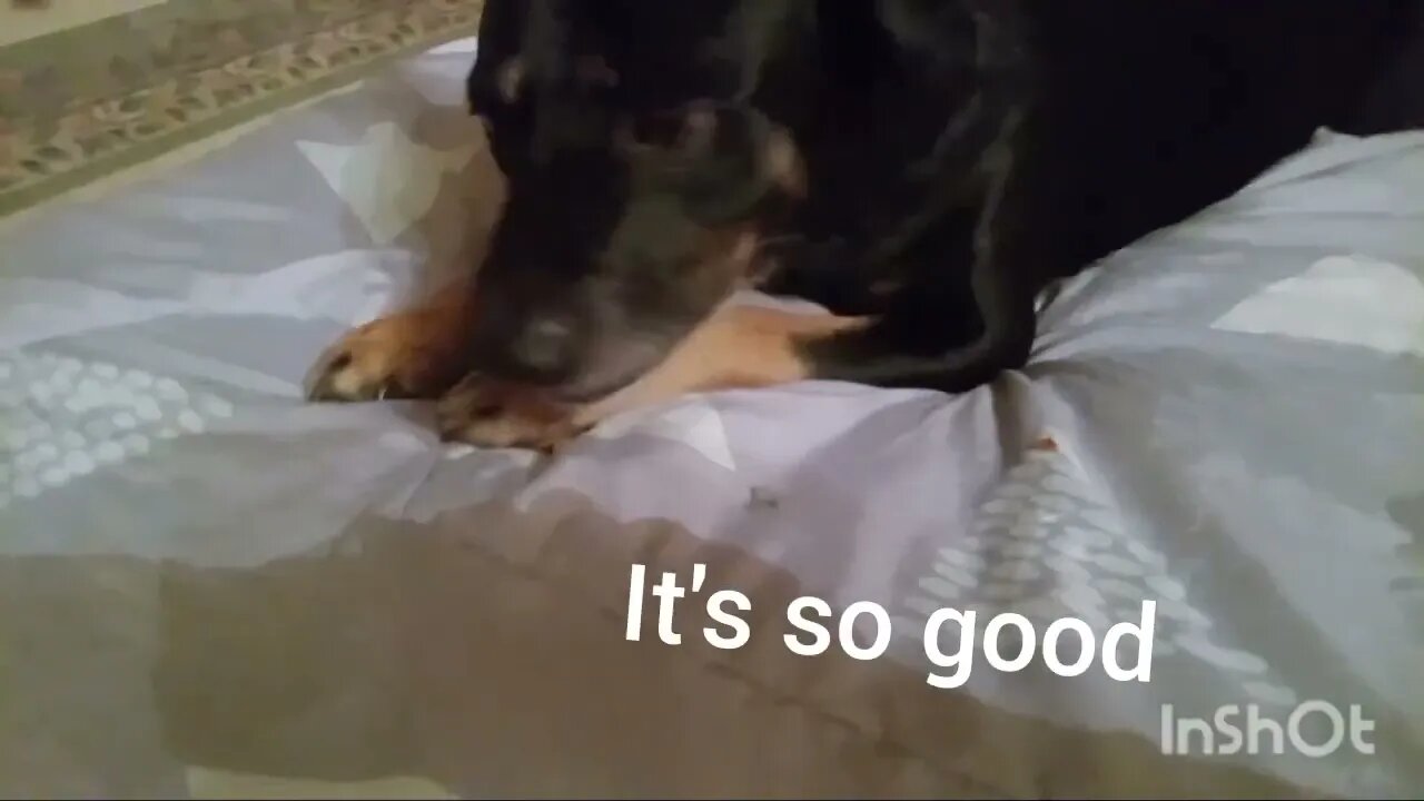 Max got a new bone