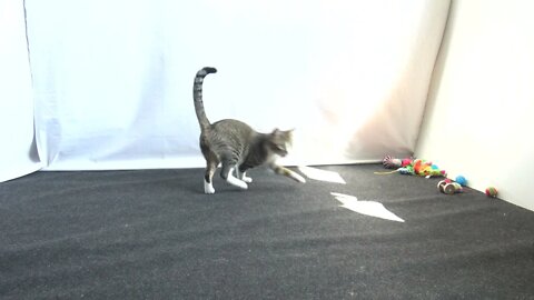 Small Cat Likes Playing with Feather Toy