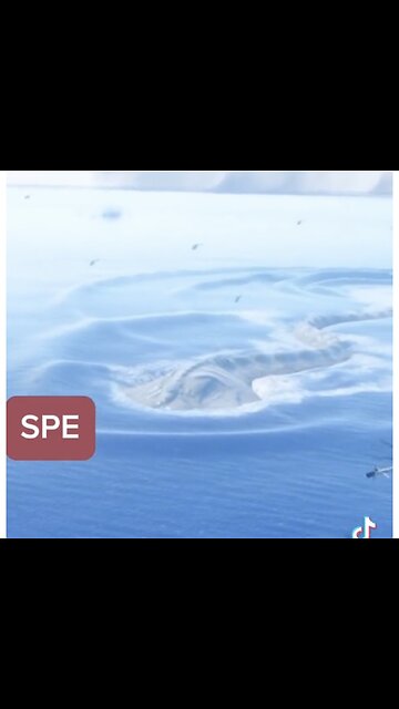 BLOOP ( ? ) Giant Sea 🌊 Manatee ????