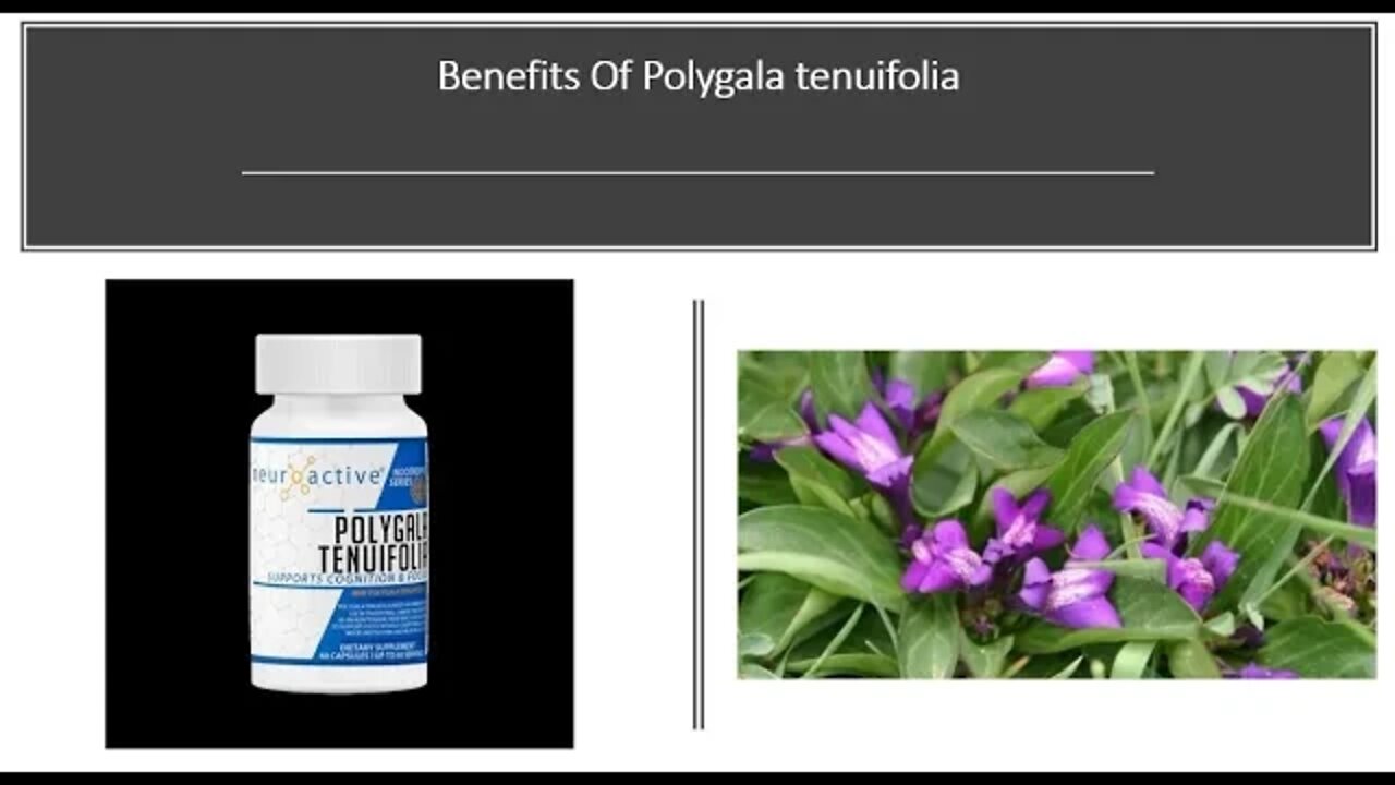 Polygala - Nootropic Brain Boosting, BDNF, NGF Benefits