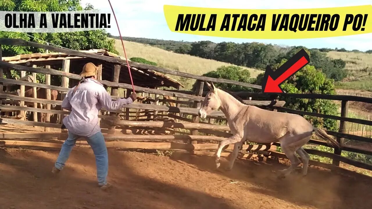 MULA XUCRA TENTA ATACAR VAQUEIRO PO - OLHA A VALENTIA