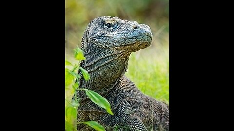 Komodo Dragon swallows a whole goat