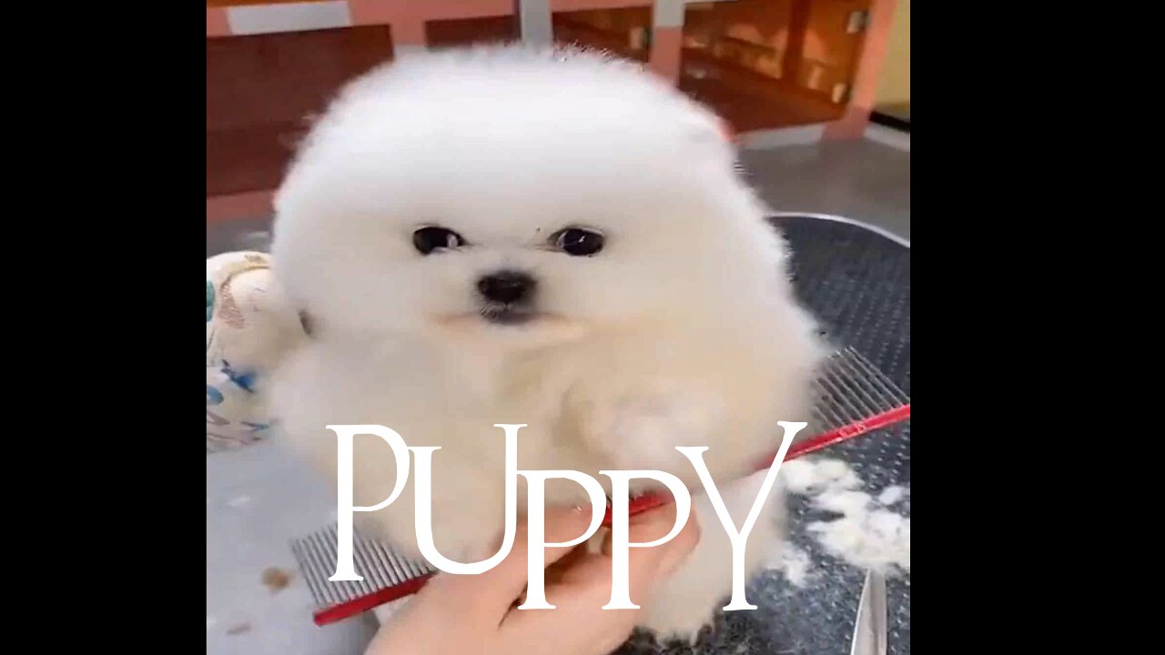 Small cute puppy funny video