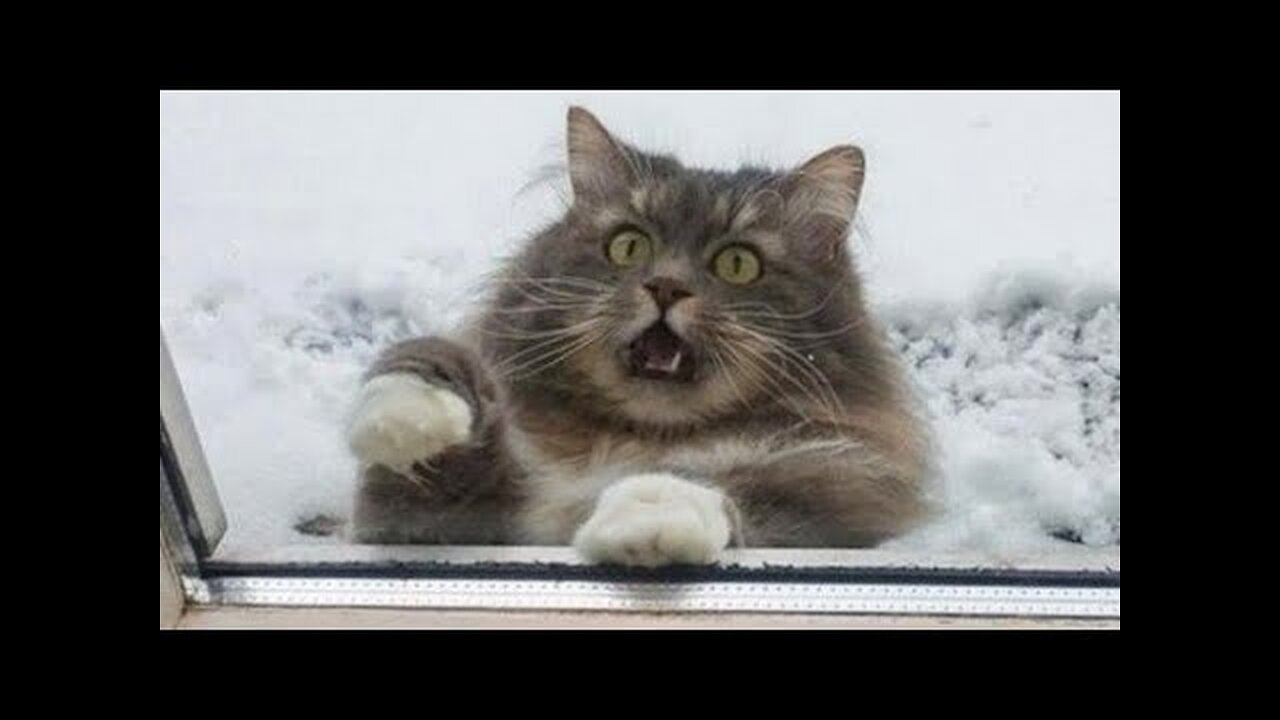 Funniest Cats , try not to laught