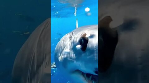 tubarão | shark #shorts