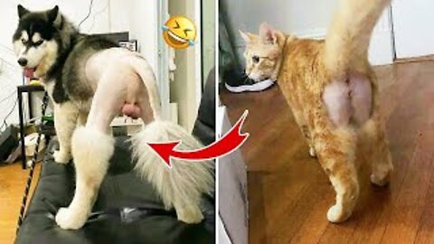 Best Animal Video, Funny Cats 2022😹 - New Videos