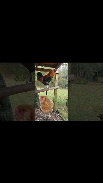 WAAAAAAKE UP!!! #chickens #chickenshorts #chickenlife