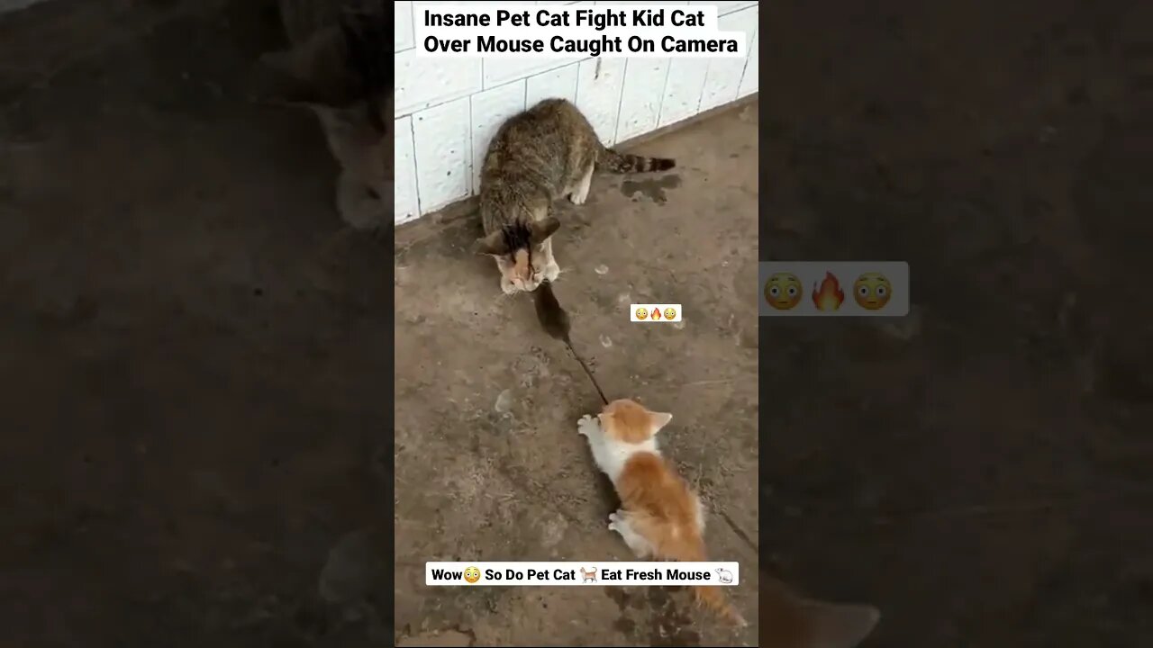 Insane Pet Cat Fight Kid Cat Over Mouse Caught On Camera #shorts #animals #cat #pets