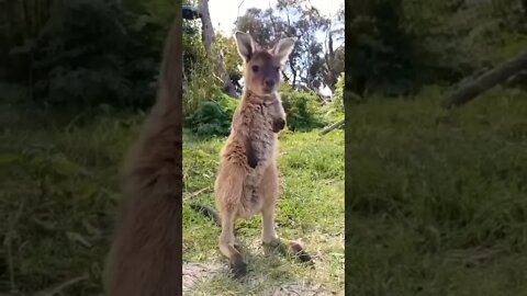 cute kangaroo