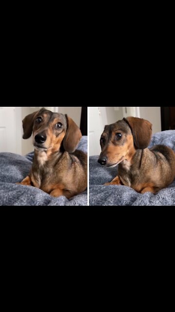 Woman Pretends To Be On The Phone While Using Her Dog's Favorite Words