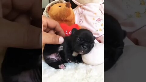 Awww💝🥰 #shorts #puppy #puppylove #puppies