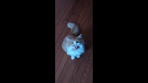 Punkin talks some more