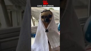 cachorro de dubai