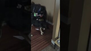 Alaskan Husky Fail