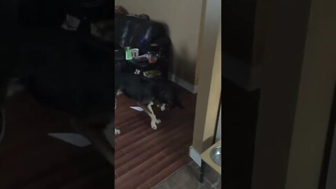 Alaskan Husky Fail