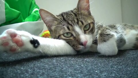 Kitten Rudolph Relaxes on the Carpet