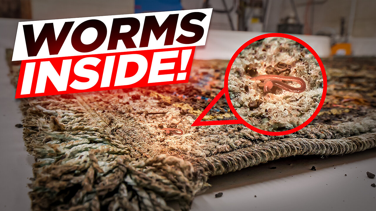 Shocking Discovery: Worms Living in This Rug! | Deep Cleaning ASMR Experience