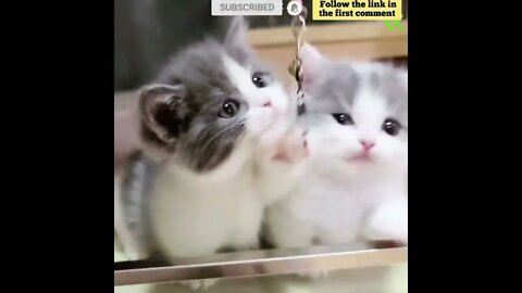 cute cat videos 😹 funny videos 😂 690 😻 #shorts #shortsfunny #cutecat #catvideos #catsfood #catscare