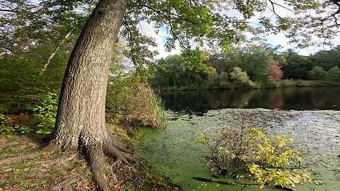 The Most Beautiful Place In Boston? 4K Scarboro Pond Franklin Park JP Roxbury 🎃🚇🚴‍♂️📚🌲🌳Autumn