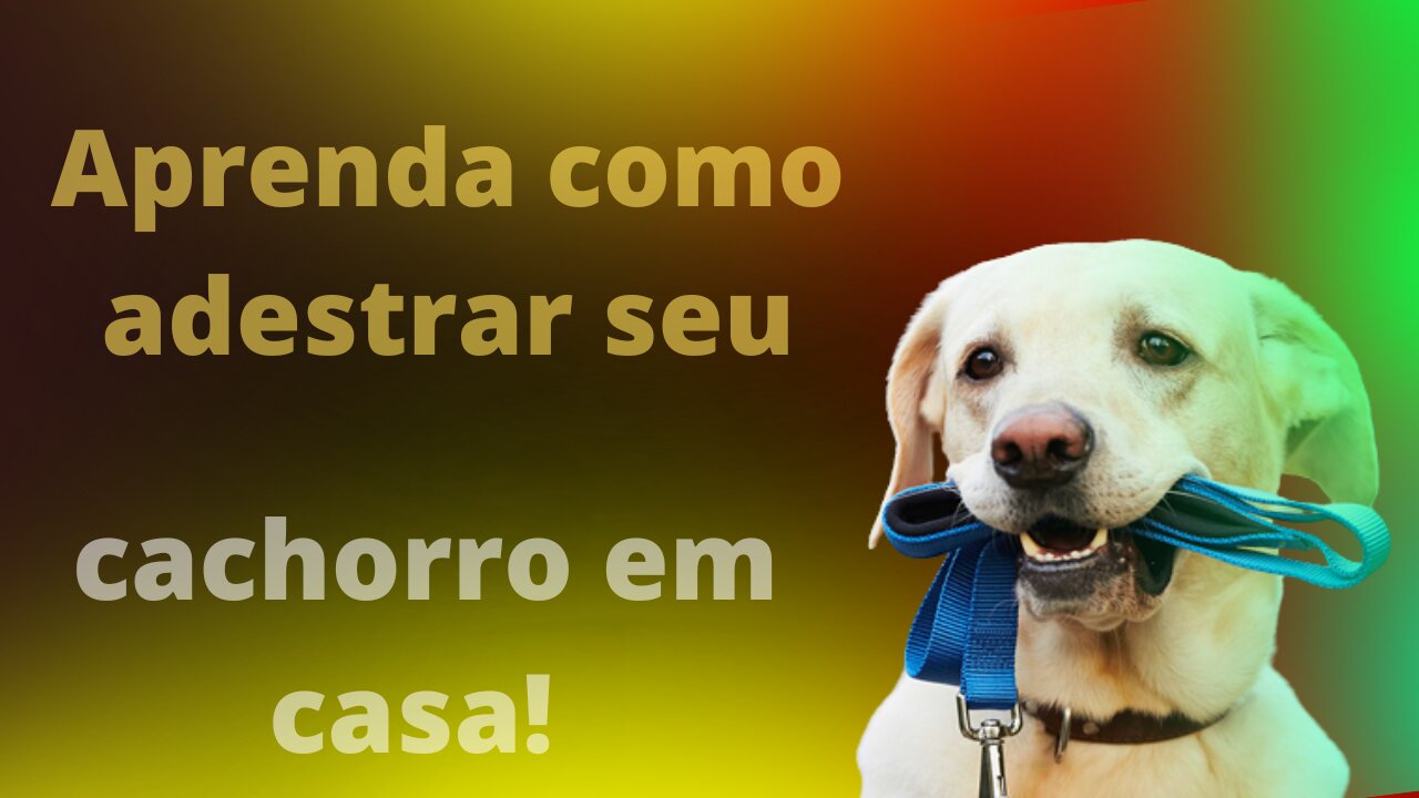 como treinando seu cachorro