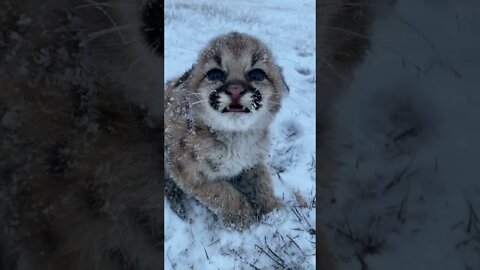 olha esse gatinho congelando na neve😰 #shorts