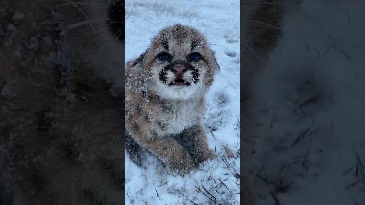 olha esse gatinho congelando na neve😰 #shorts