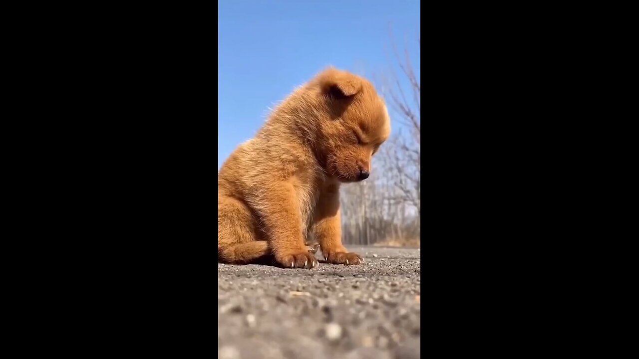 sleepy cute dog in street