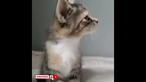 cute cat videos 😹 funny videos 😂1712