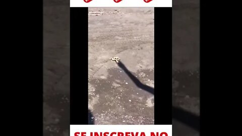 Caranguejo brigando com a sombral | Crab fighting with the shadow | #shorts