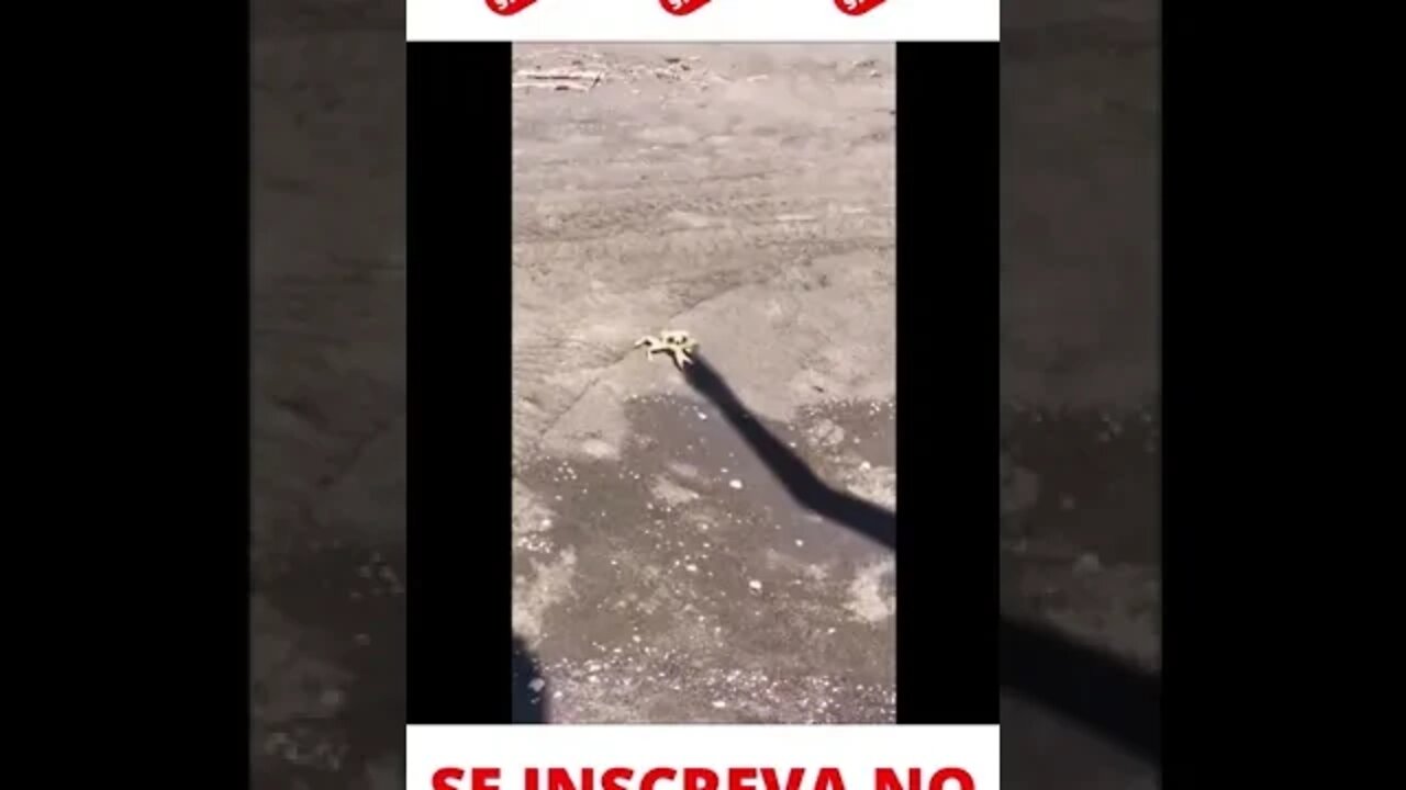 Caranguejo brigando com a sombral | Crab fighting with the shadow | #shorts
