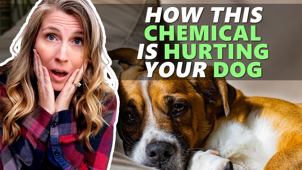 How This Chemical Is HURTING Your Dog