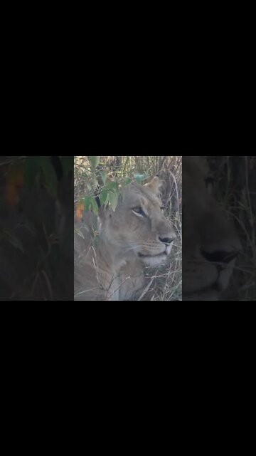 Maasai Mara Sightings Today 27/08/21 (Lion, Cheetah, Giraffe, etc) | Zebra Plains | #shorts