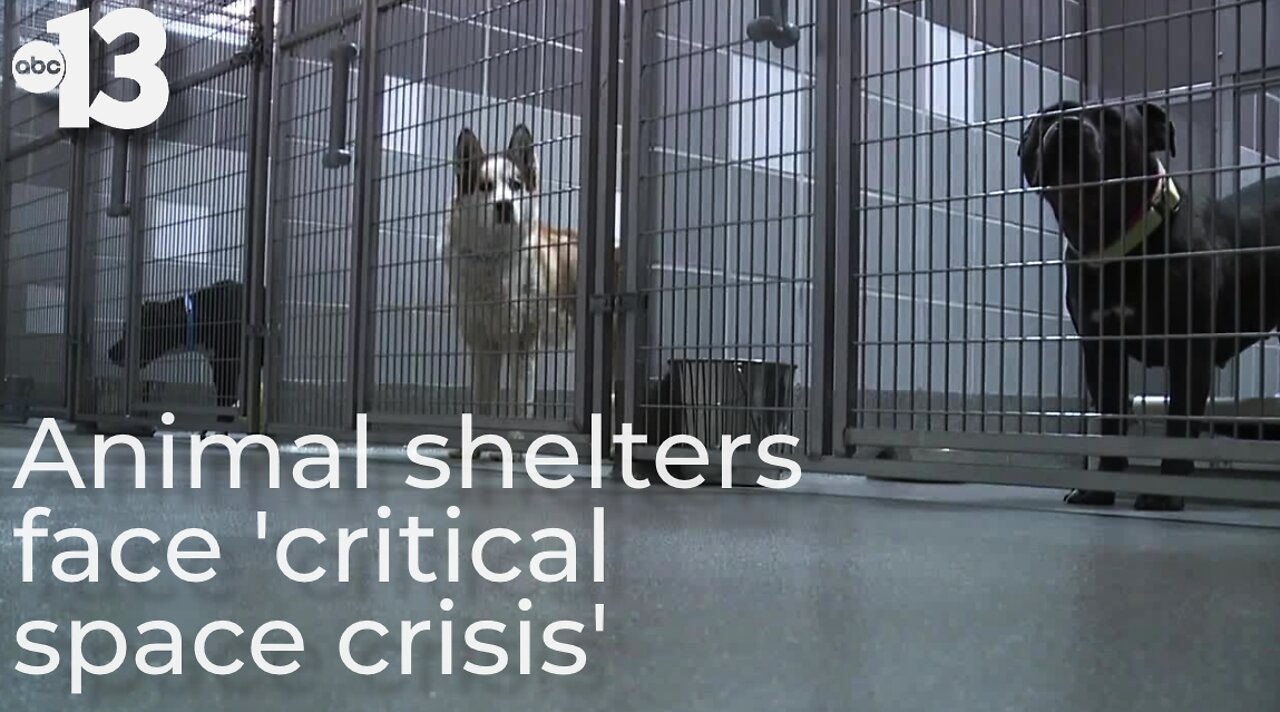 Some Las Vegas animal shelters call for foster volunteers amid 'critical space crisis'