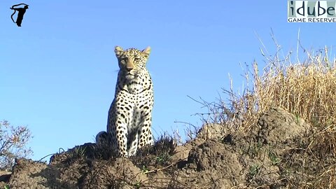 Beautiful Female Leopard Posing In The Sun