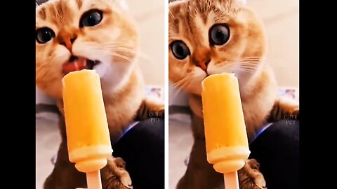 Cute and Funny Cat Videos to Keep You Smiling!!! The cat eat Ice-cream!!