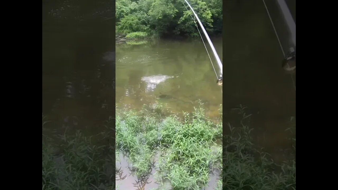 big smallmouth in a little creek!