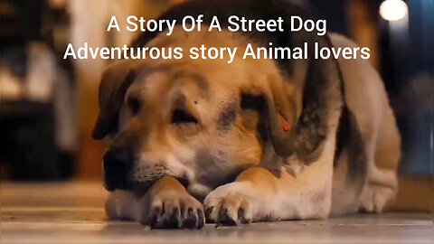 A Story Of a Street Dog | adventurous story | animal lovers