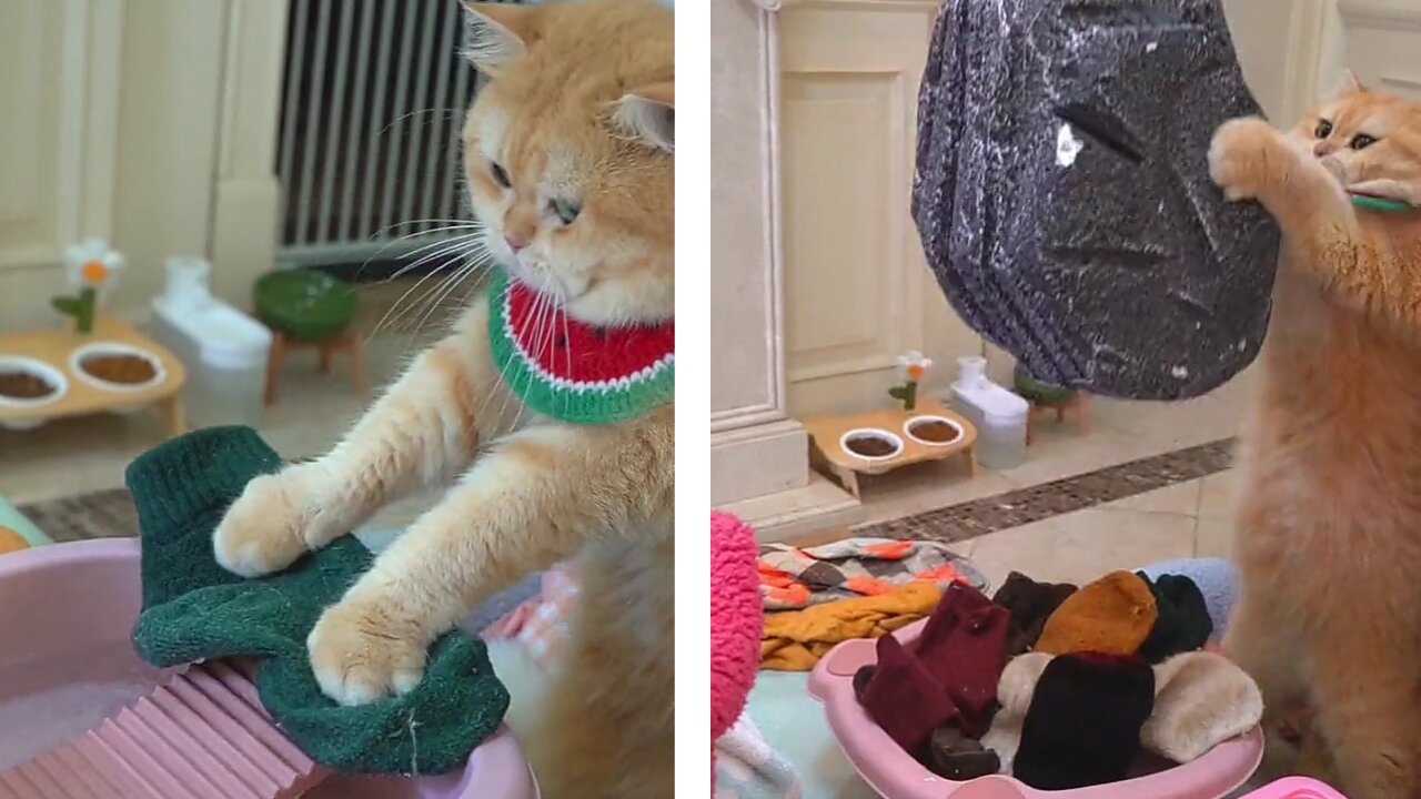 cat washing clothes with hand