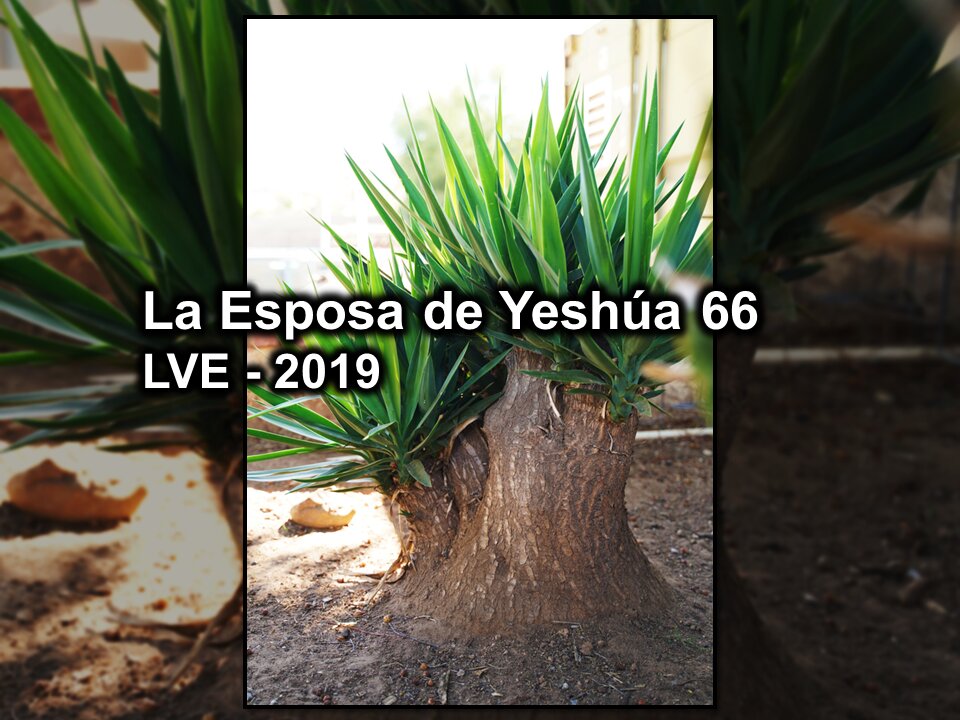 La Esposa de Yeshúa 66 - YHWH Ekjad 45 - Juan 8